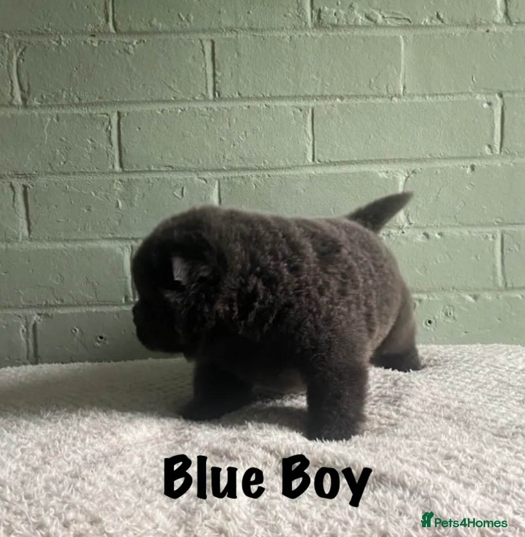 Chow Chow dogs for sale: 🌟QUALITY CHOW CHOW PUPPIES–CHAMPION BLOODLINES🌟 - Advert 11