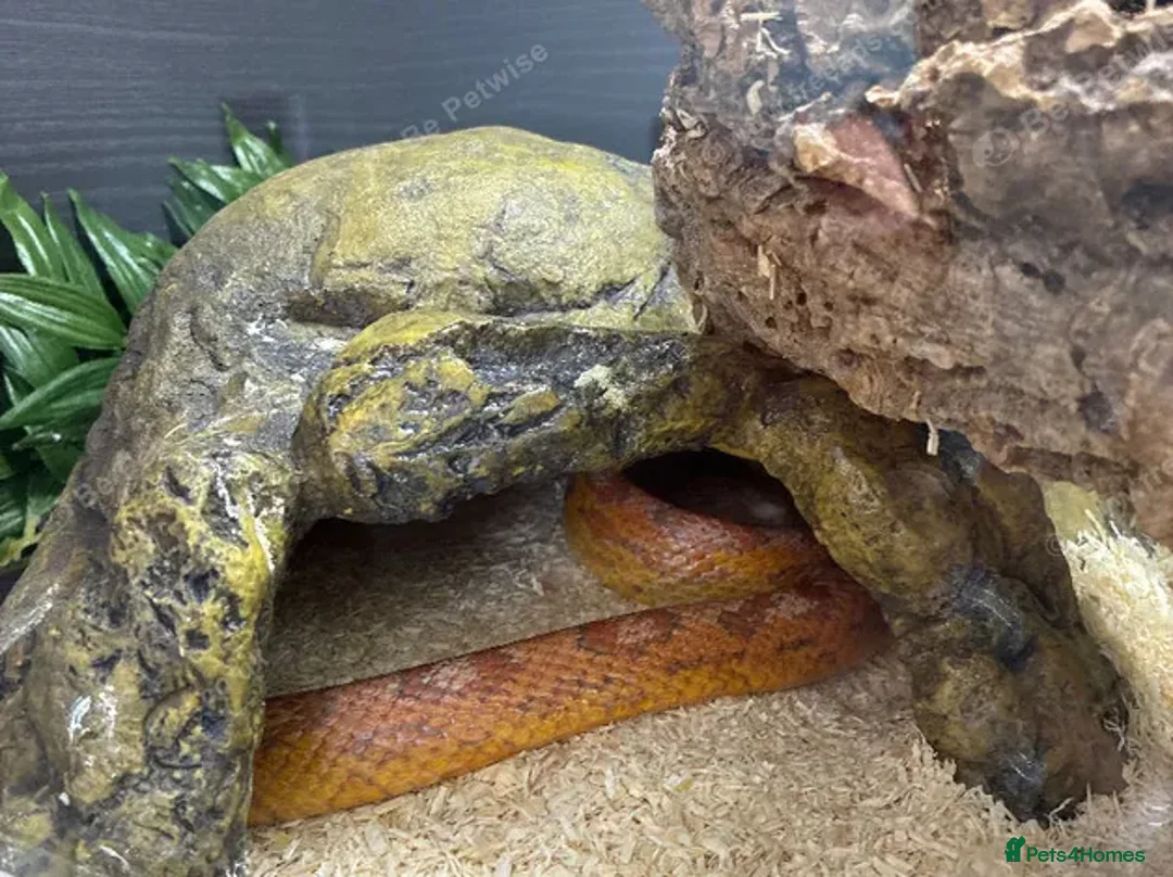 Corn Snake reptiles for sale: Beautiful 3 year old female corn snale - Advert 4