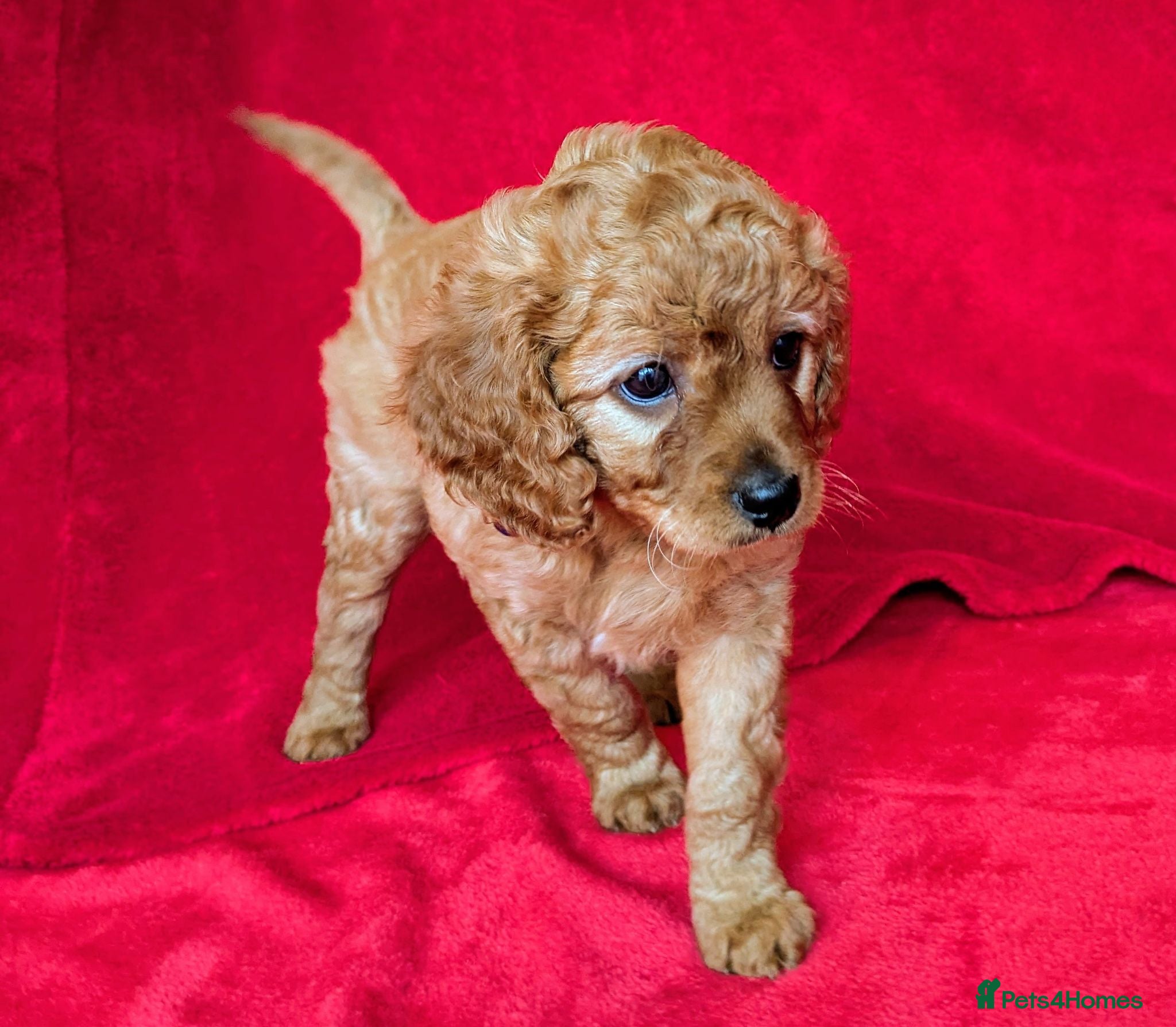 Cavapoo dogs ONLY ONE BOY PUPPY LEFT, price open to negotiation - Advert 1