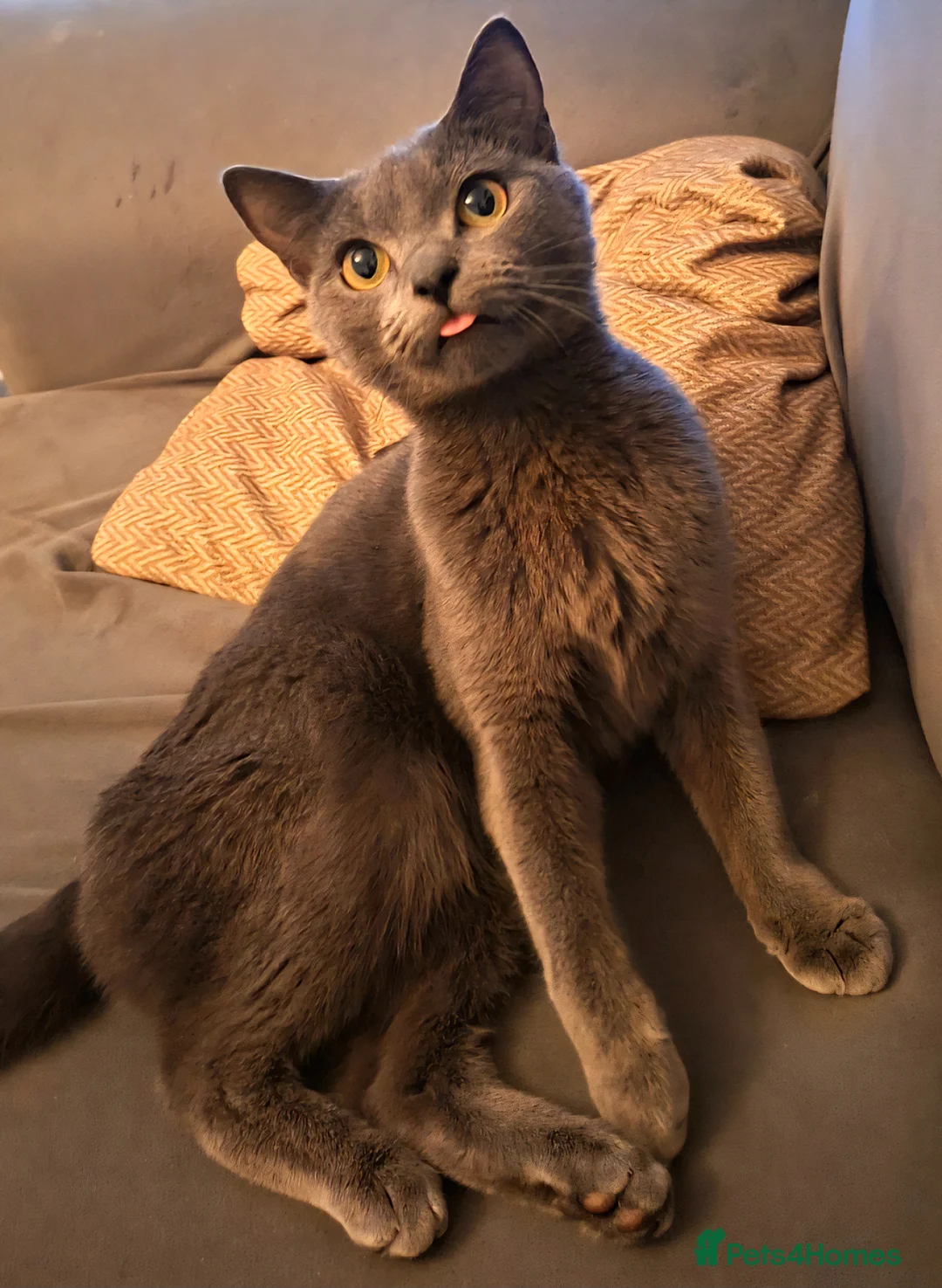 Mixed Breed cats for sale: Kittens for sale - Advert 1