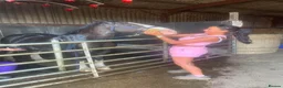 Other Breed horses for sale: 14.1hh, 8-year-old Cob in Scunthorpe - Advert 5