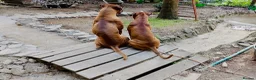 Boxer dogs for sale: Beautiful Boxer Puppy  - Advert 1