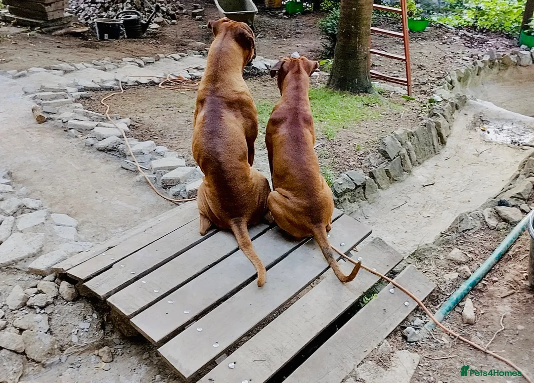 Boxer dogs for sale: Beautiful Boxer Puppy  - Advert 1