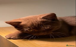 British Shorthair cats for sale: Champion line kittens  - Advert 12