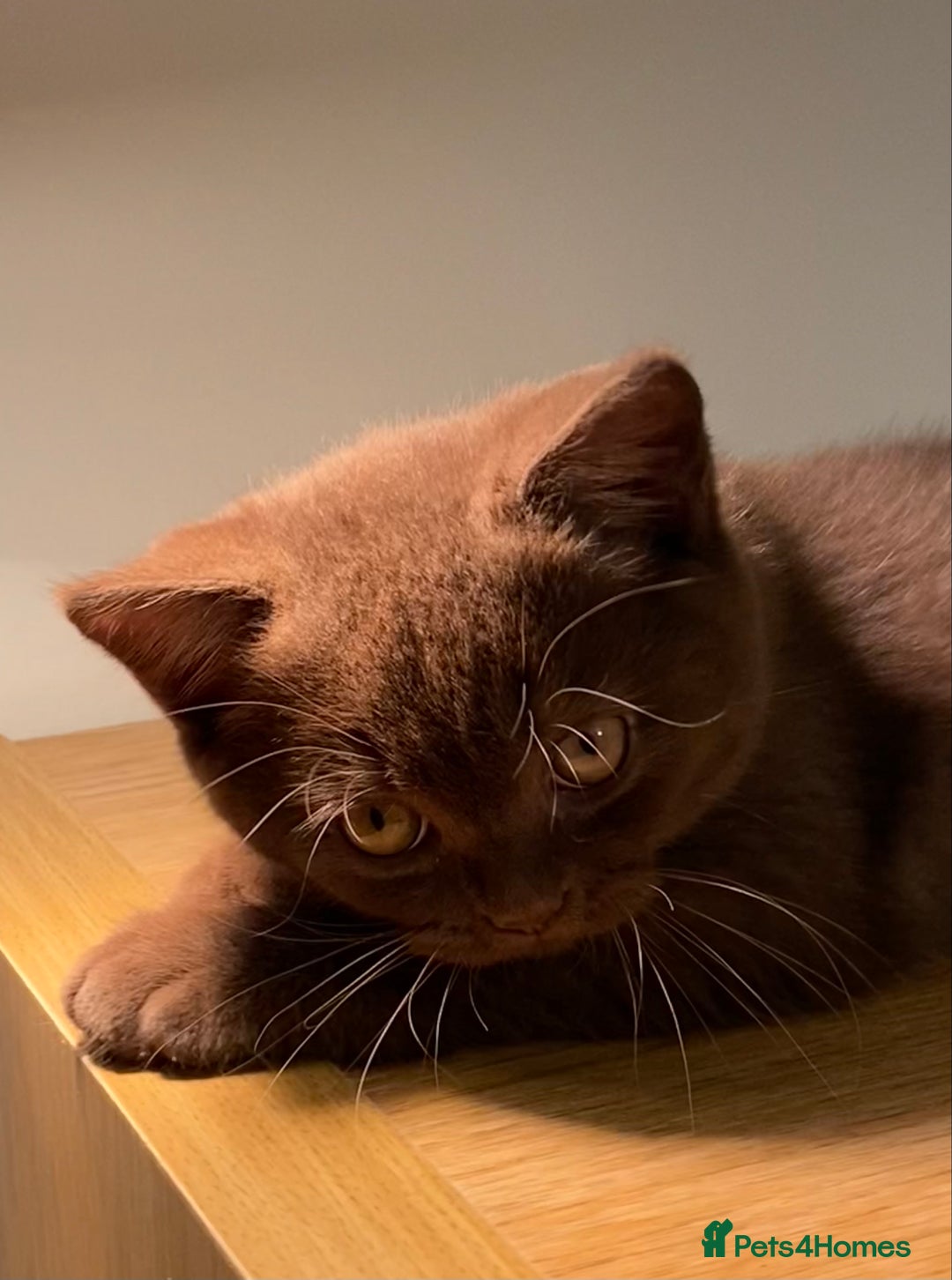 British Shorthair cats for sale: Champion line kittens  - Advert 12