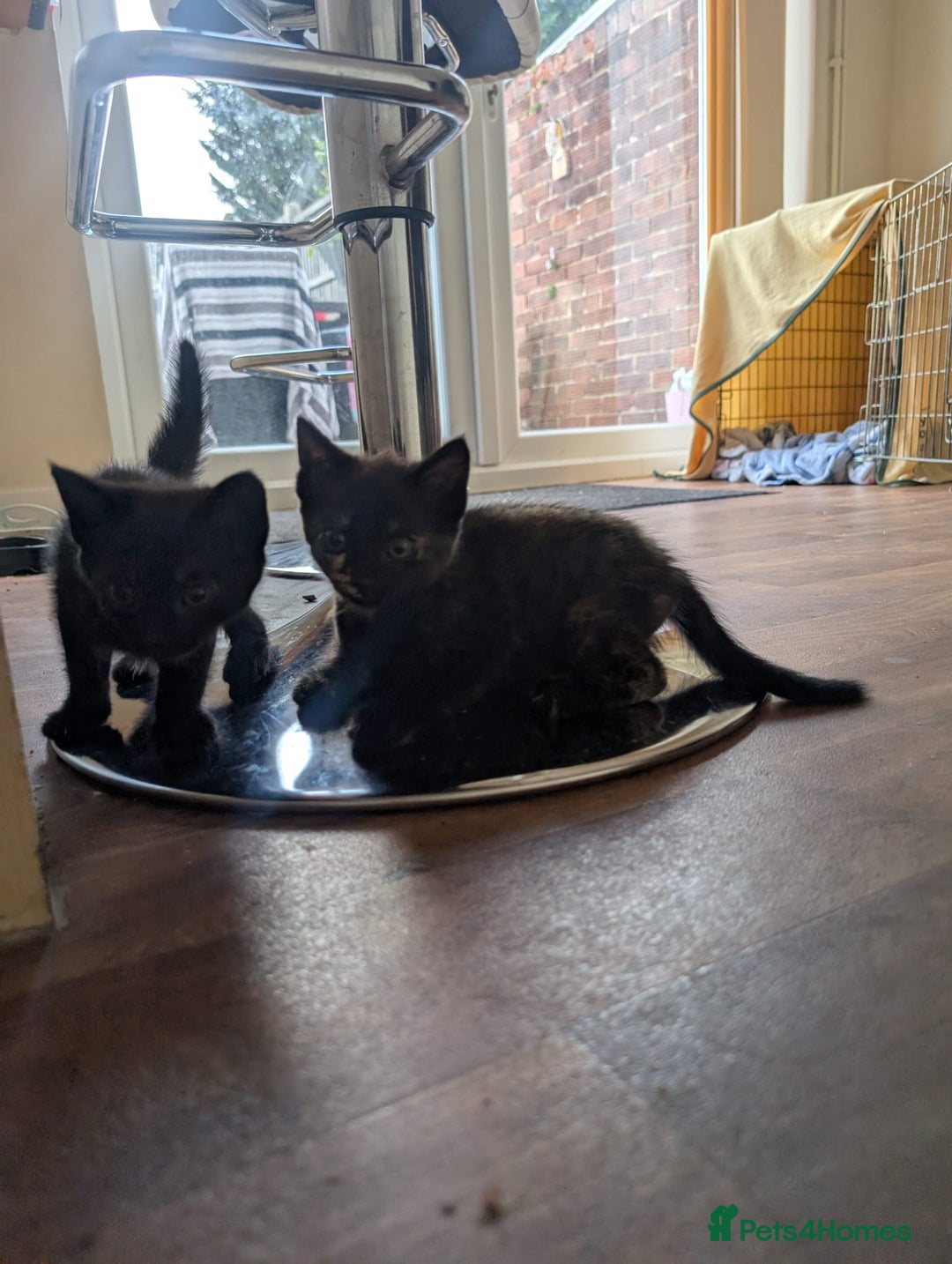 Mixed Breed cats for sale: Kittens for sale - Image 10