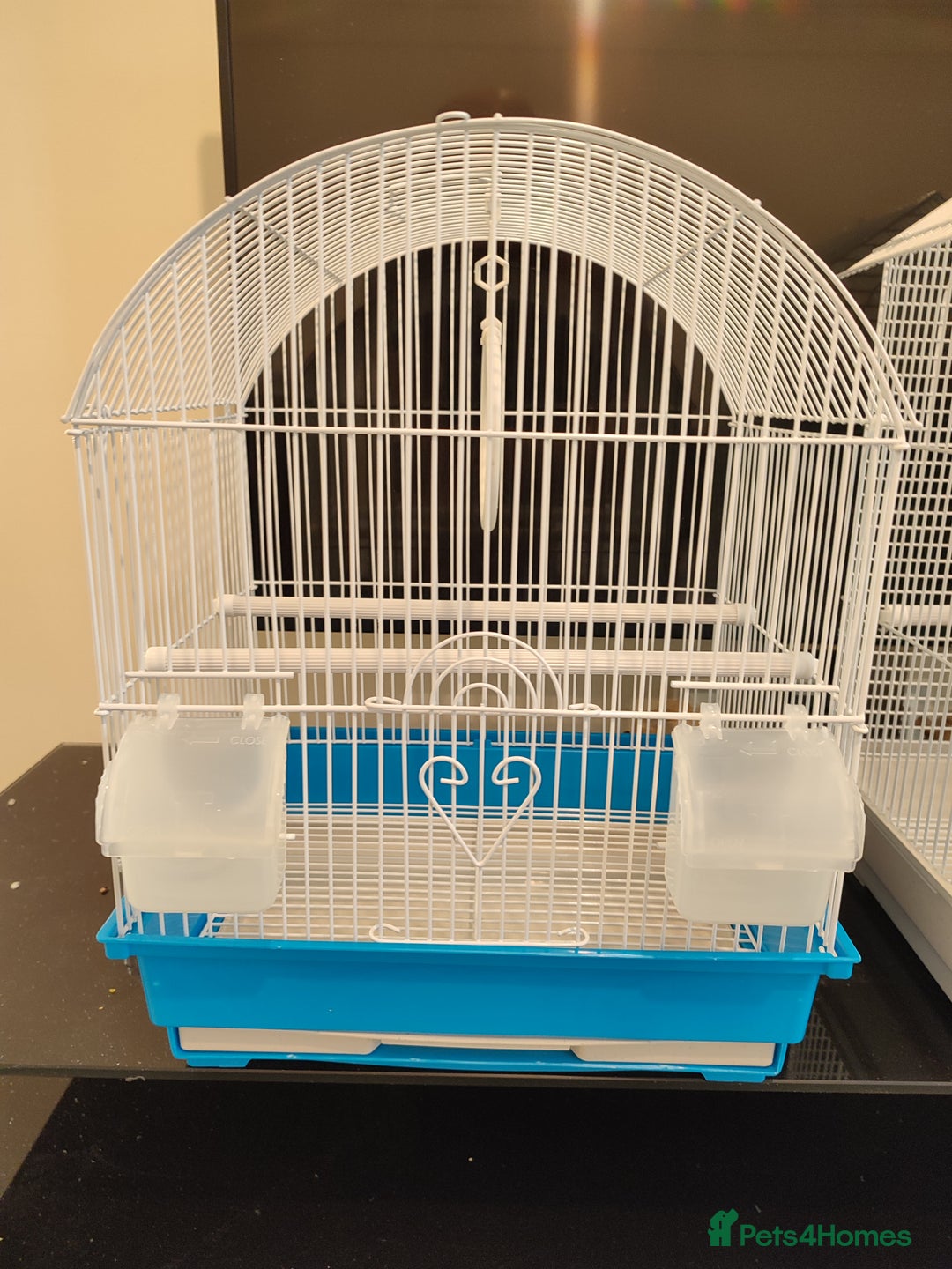 Budgerigars birds for sale: Budgies  - Advert 12