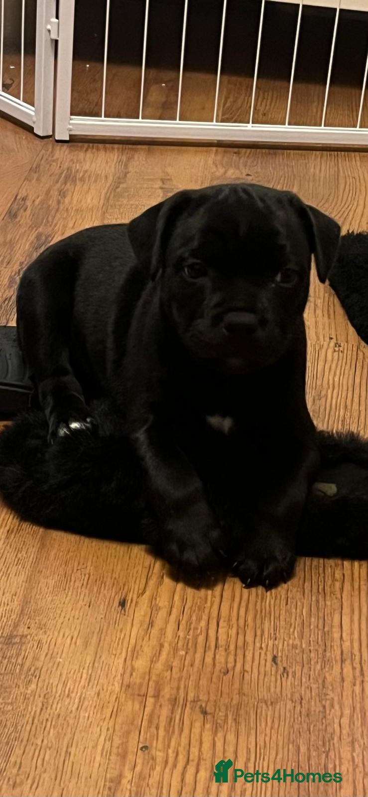 Staffordshire Bull Terrier dogs CHAMPION OF CHAMPIONS  - Advert 18