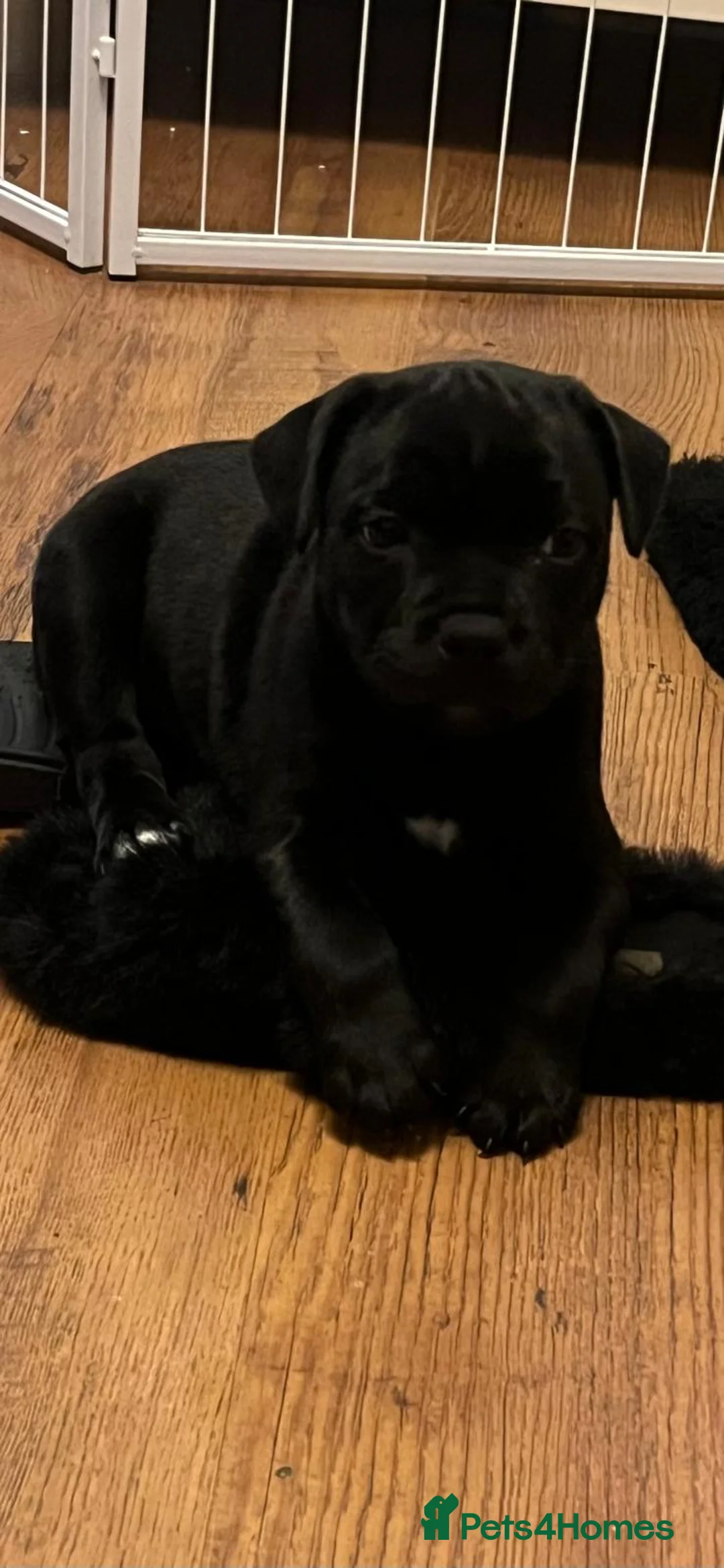 Staffordshire Bull Terrier dogs for sale: CHAMPION OF CHAMPIONS  - Advert 2