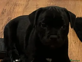 Staffordshire Bull Terrier dogs CHAMPION OF CHAMPIONS - Advert 18