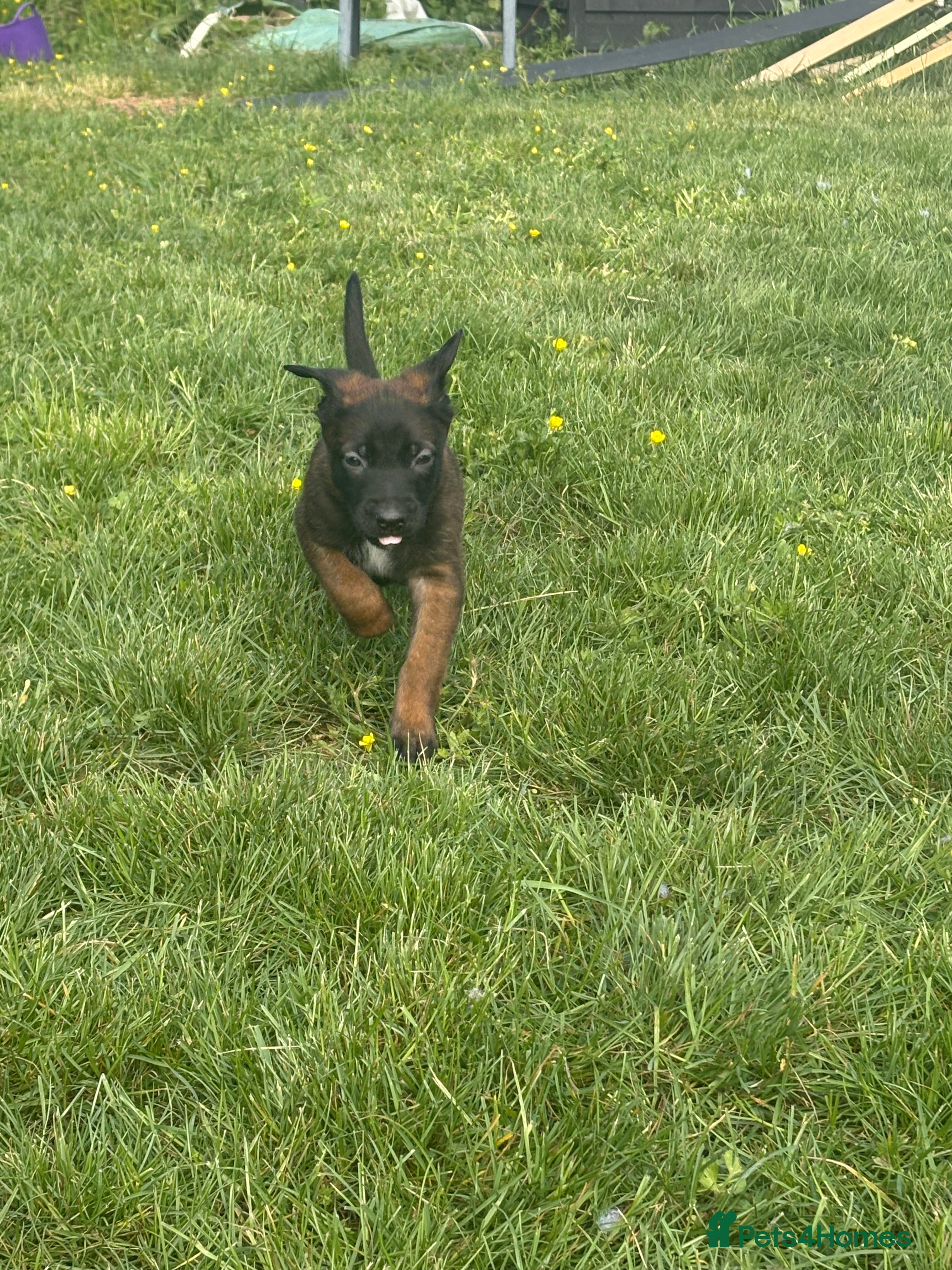 Belgian Shepherd Dog dogs for sale: **READY NOW** Belgian Mallinois Pups - Advert 29