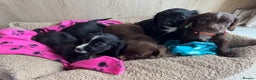 Cocker Spaniel dogs for sale: *3 left* black & white kc working cocker spaniels  - Advert 1
