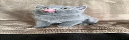 British Shorthair cats for sale: British Shorthair kittens READY NOW - Advert 21