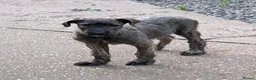 Irish Wolfhound dogs for sale: Irish Wolfhound puppies  - Advert 29