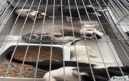 Khao Manee cats for sale: Beautiful Khao Manee Kittens🐈🌼🤍 - Image 3