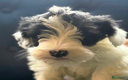 Sealyham Terrier dogs for sale: Stunning KC Litter Of Sealyham Terriers - Image 8