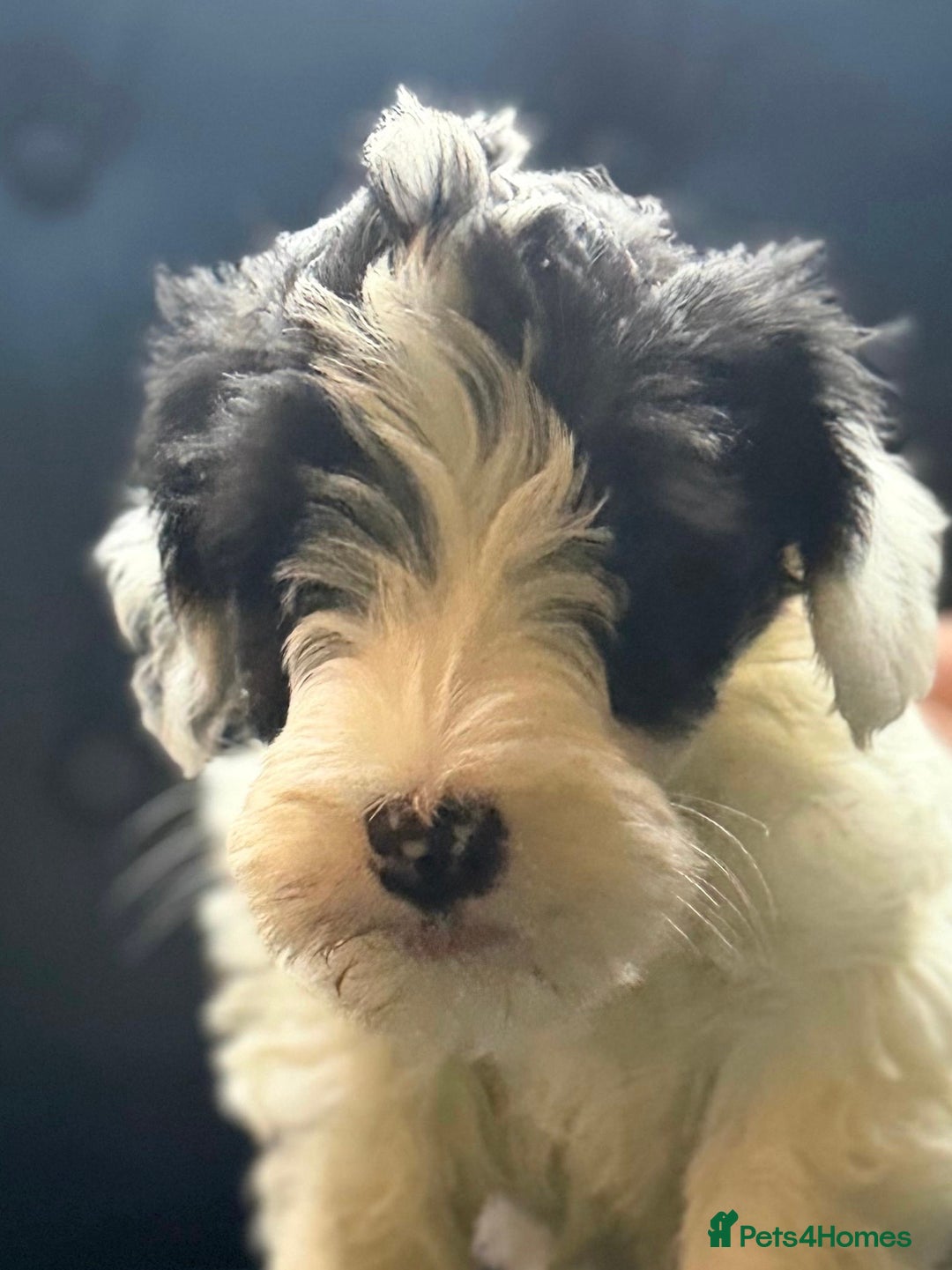 Sealyham Terrier dogs for sale: Stunning KC Litter Of Sealyham Terriers - Image 8