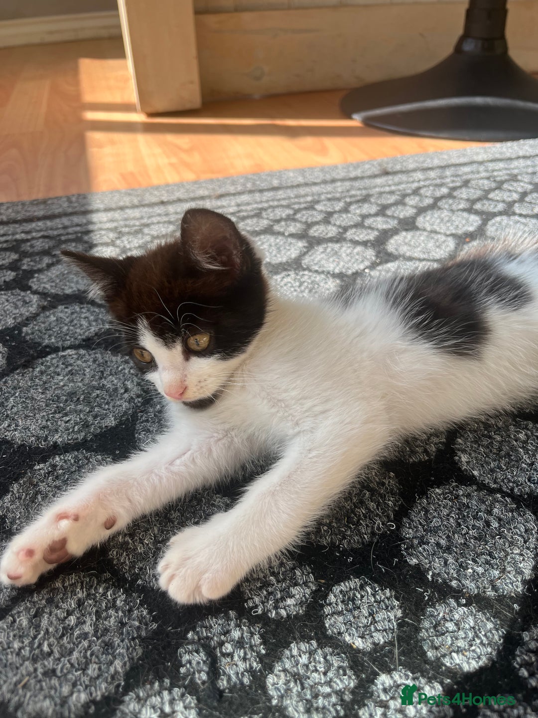 Mixed Breed cats for sale: Beautiful 12 week old female kitten! - Image 2