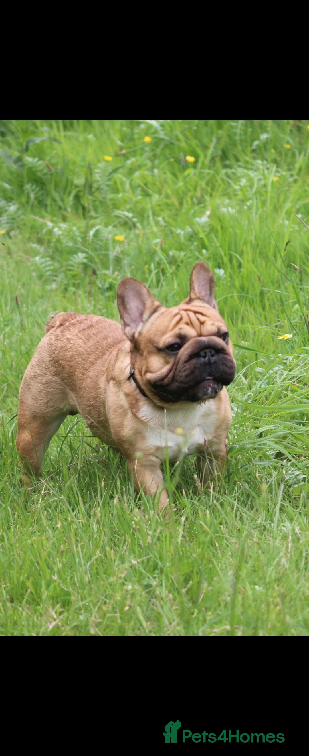 French Bulldog dogs for stud: French bulldog  in Manchester - Advert 7