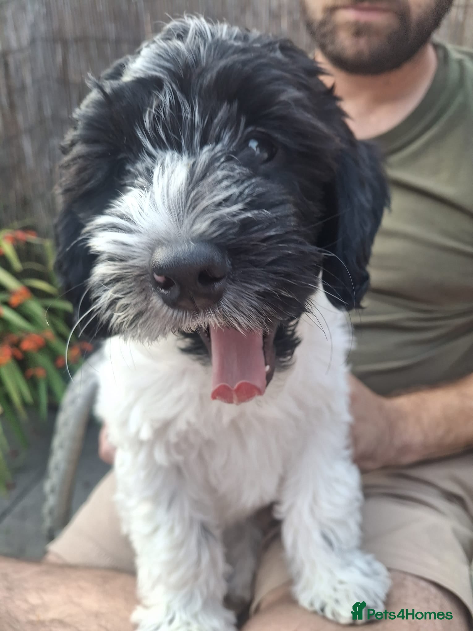 Mixed Breed dogs Beautiful Cockerpoo -Ready for Her Forever Home 🐾 - Advert 1
