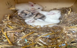 Mini Lop rabbits for sale: Mini lop babies  - Image 3
