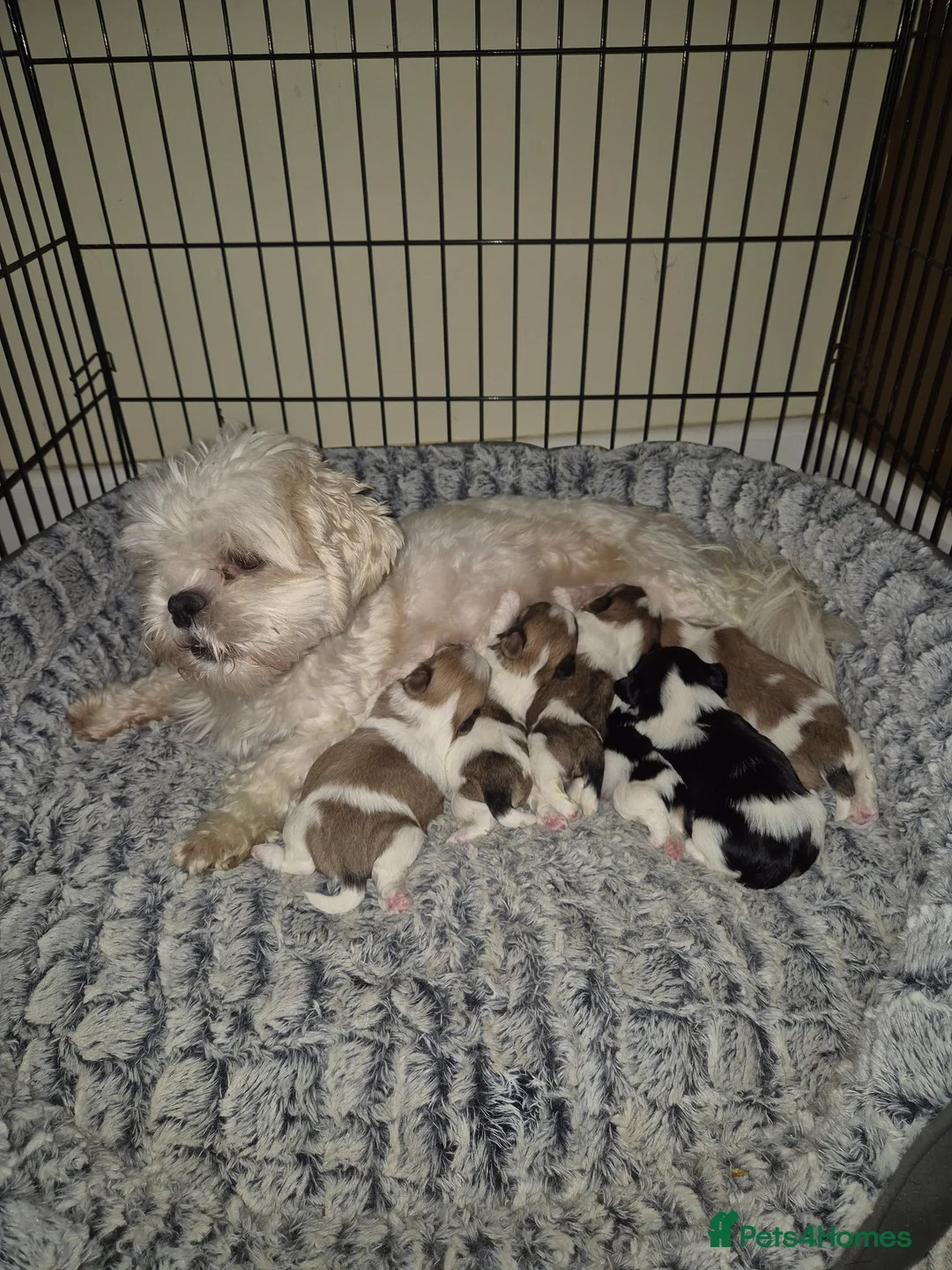 Shih Tzu dogs for sale: Most beautiful shitzu puppies  - Advert 1