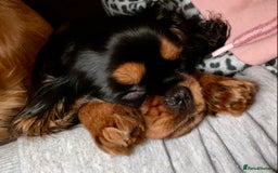 Cavalier King Charles Spaniel dogs for sale: KC, Health Tested Cavalier King Charles Spaniels  - Image 14