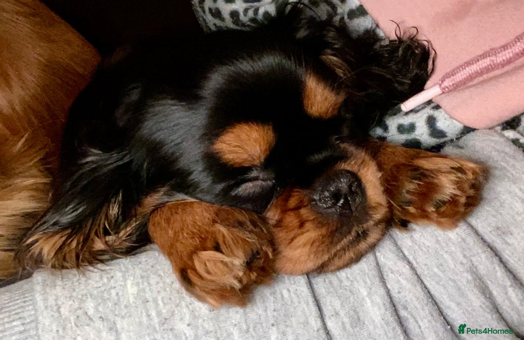 Cavalier King Charles Spaniel dogs for sale: KC, Health Tested Cavalier King Charles Spaniels  - Image 14