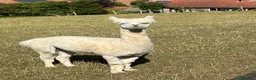 Alpaca livestock for sale: BAS registered male Alpaca for sale - Advert 3