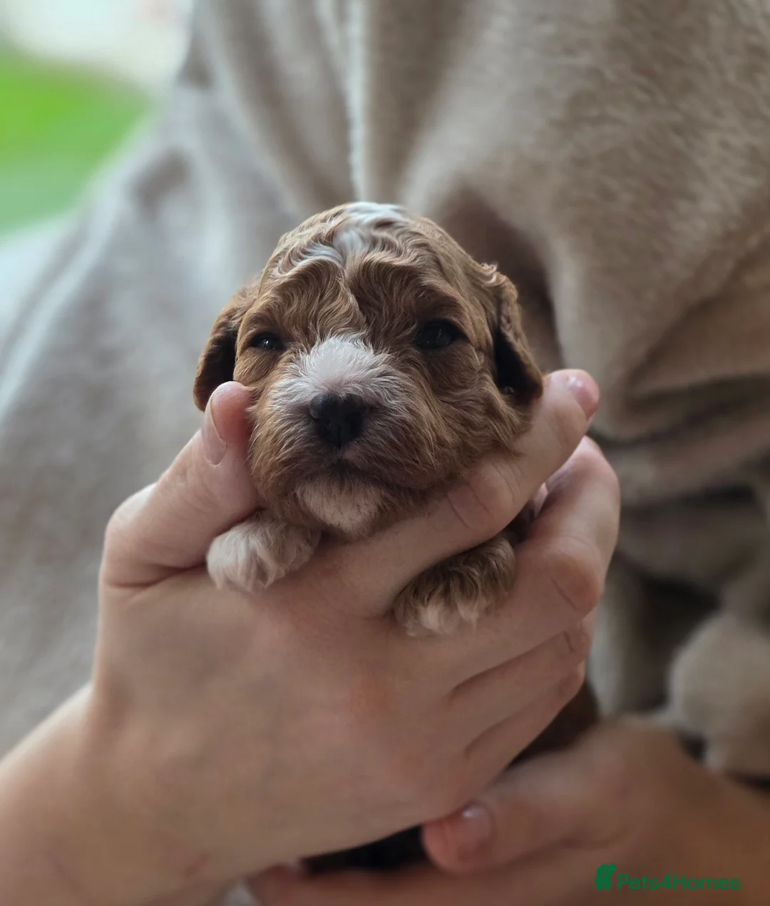 Cavapoo dogs for sale: Small F2 Cavapoo Puppies – Family Raised - Advert 23