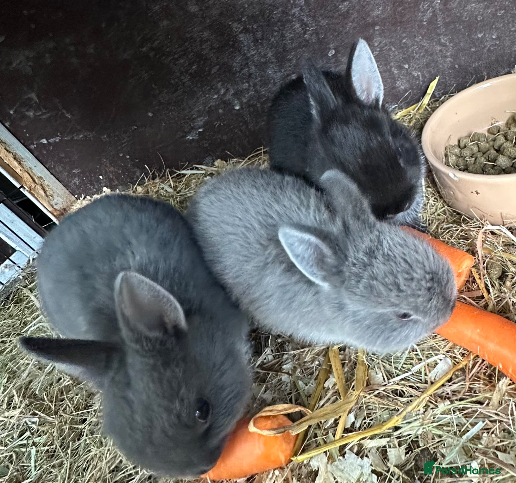 Netherland Dwarf rabbits Baby Netherland Dwarfs Rabbits  - Advert 1