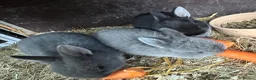 Netherland Dwarf rabbits for sale: Baby Netherland Dwarfs Rabbits  - Advert 1