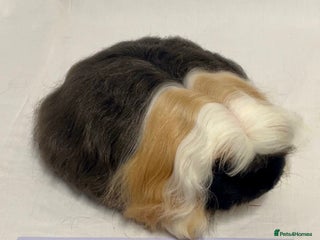 Guinea Pig rodents Longhaired Sow Pet Pair - Advert 13
