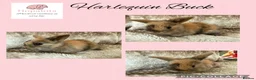 Mini Lop rabbits for sale: Pure bred mini lops  - Advert 4