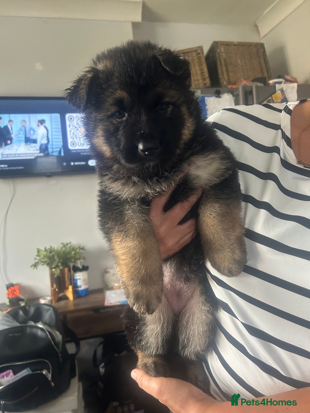 German Shepherd dogs for sale: Beautiful GSD pups - Image 12