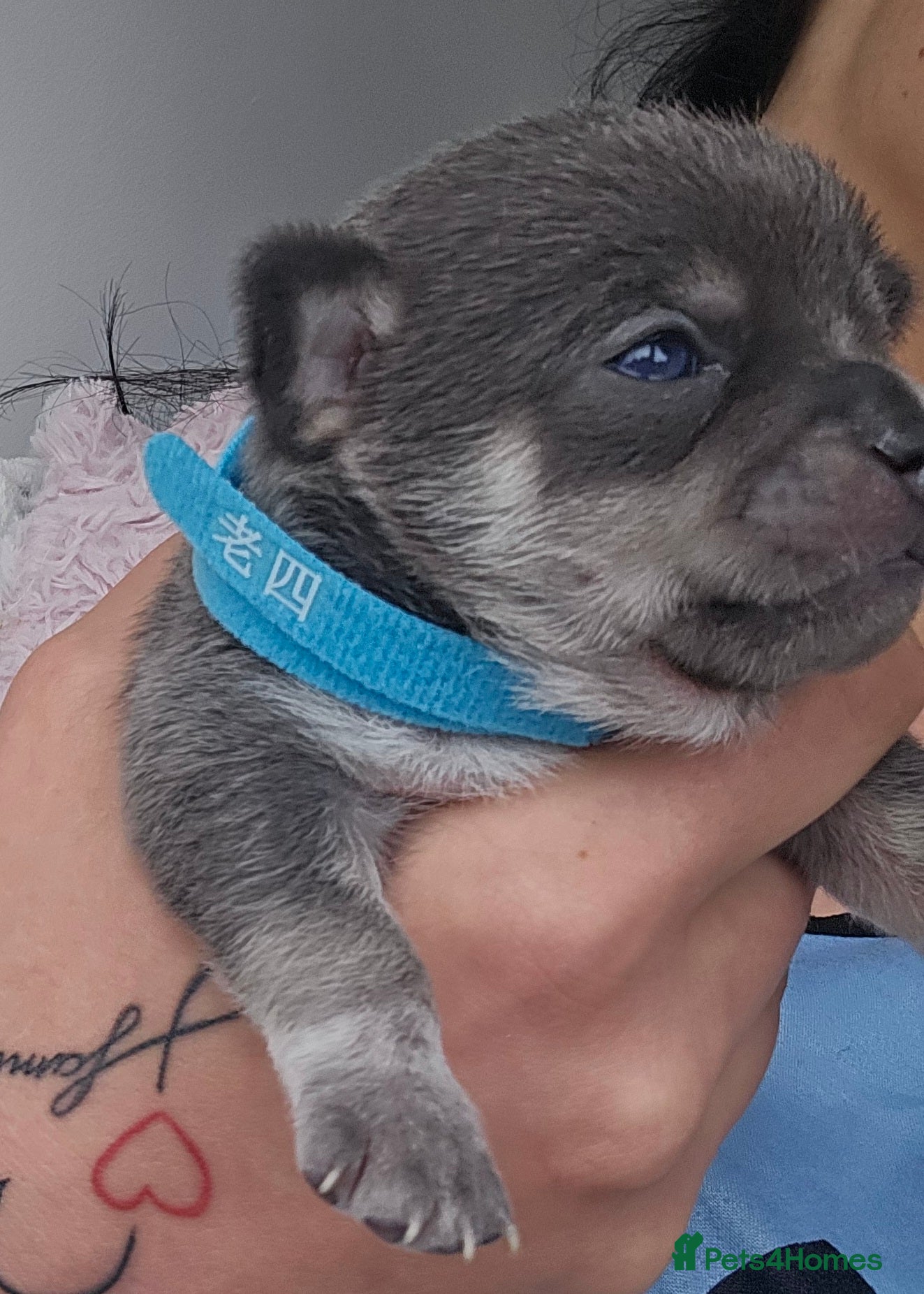 Chihuahua dogs for sale: Chihuahua puppies for sale - Advert 5