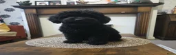 Cockapoo dogs for sale: Black toy poodle puppy - Advert 2