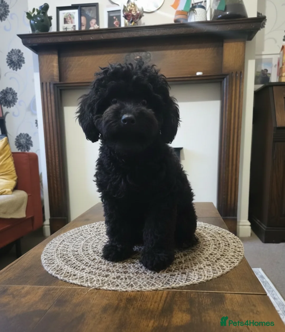 Cockapoo dogs for sale: Black toy poodle puppy - Advert 2