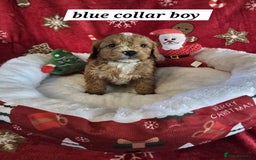 Cockapoo dogs for sale: F1 cockerpoo puppies  - Advert 3