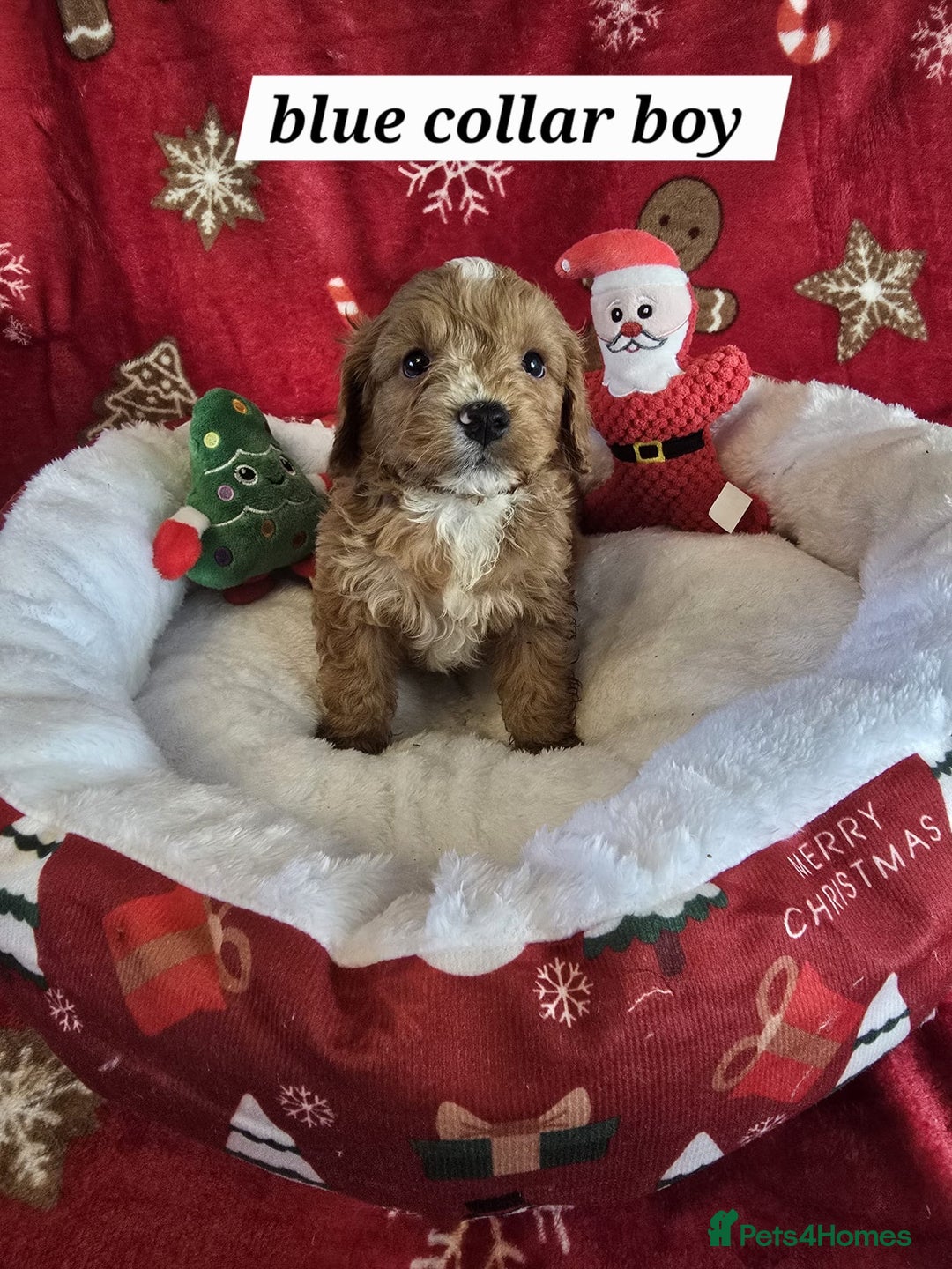 Cockapoo dogs for sale: F1 cockerpoo puppies  - Advert 3