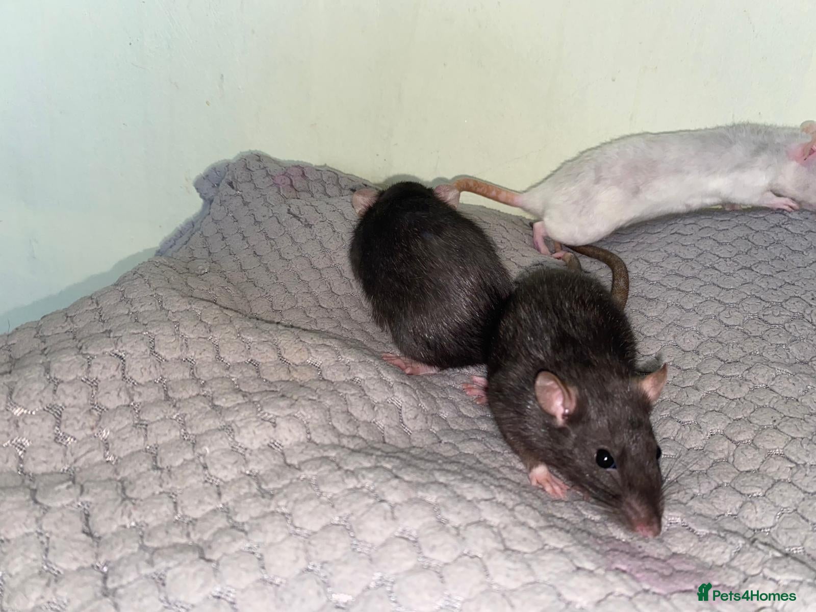 Rat rodents for sale: Mixed sexed baby rats in Chelmsford - Advert 4
