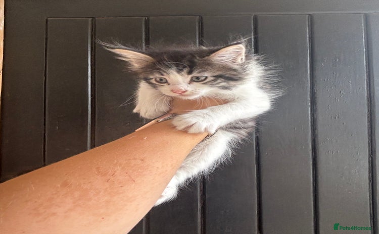 Maine Coon cats - Advert 4