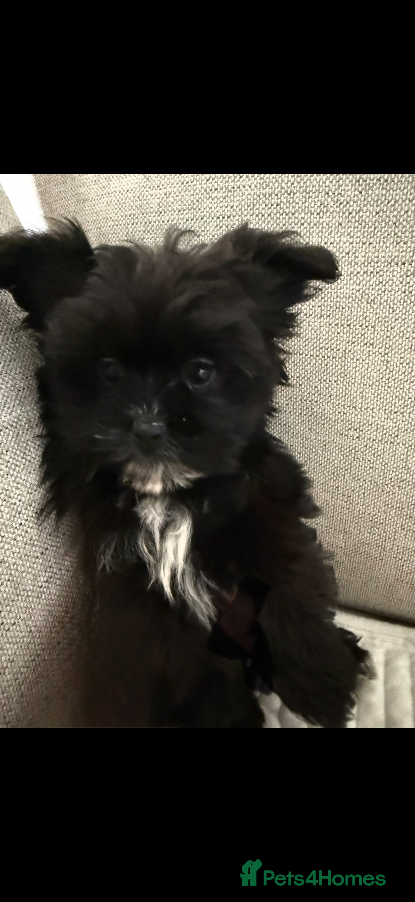 Mixed Breed dogs RARE Shihtzu x Pomeranian health checked  - Advert 1