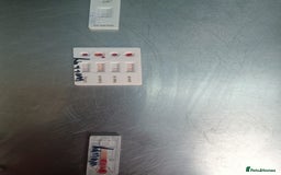 Mixed Breed dogs for adoption: 🐺 WOLFIE – A Brave Soul Ready for a New Life 🖤 - Advert 20