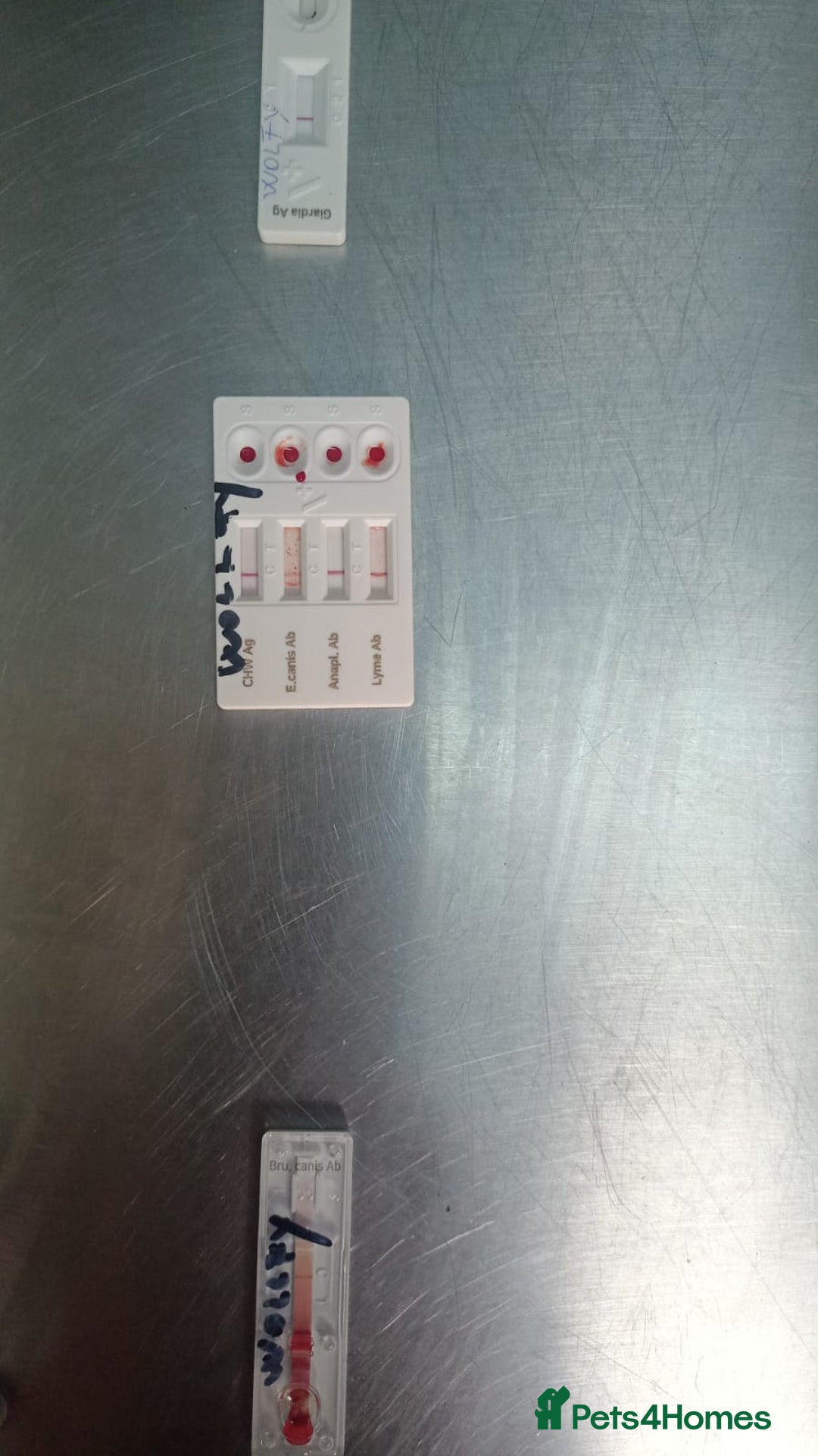 Mixed Breed dogs for adoption: 🐺 WOLFIE – A Brave Soul Ready for a New Life 🖤 - Advert 20