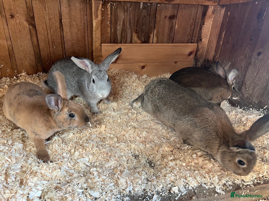 Rex rabbits for sale: Mini Rex and mini Rex cross - Image 2