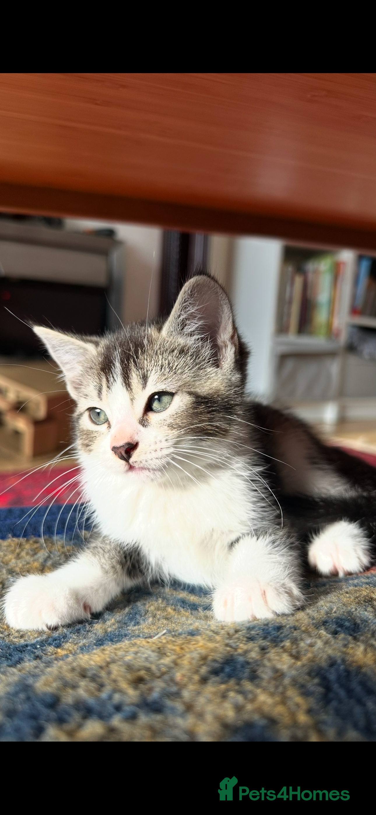 Ragdoll cats Ready now kitten- Ragdoll/British shorthair  - Advert 2
