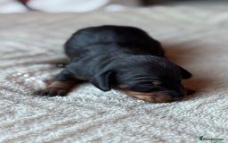 Miniature Dachshund dogs for sale: KC REGISTERED MINIATURE DACHSHUND PUPS - Image 8