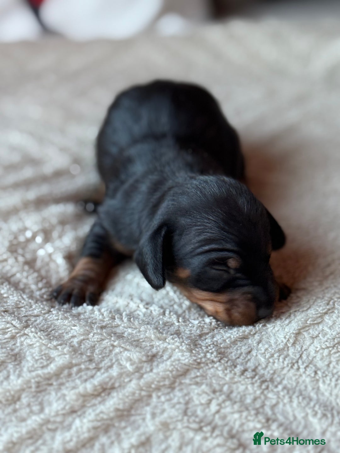 Miniature Dachshund dogs for sale: KC REGISTERED MINIATURE DACHSHUND PUPS - Image 8