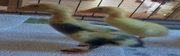 Ducks poultry for sale: Runner Ducklings - unsexed - Advert 3